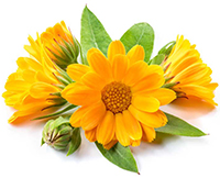 A calndula no tratamento dos problemas relacionados com a pele