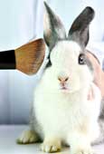 El Parlamento Europeo se prepara para debatir la prohibición mundial de las pruebas con animales