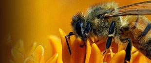 El veneno de abeja.