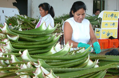 Espa�a se puede convertir en el mayor productor de Europa de aloe vera.