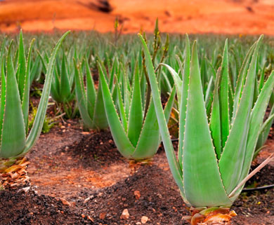 Espa�a se puede convertir en el mayor productor de Europa de aloe vera.