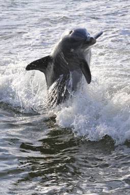 Un estudio confirma rastros de parabenos en delfines y osos polares