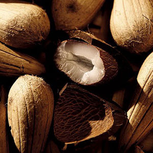 Las semillas murumuru protegen la selva amaznica