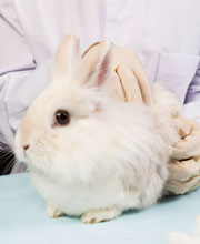 Taiwán está a un paso de prohibir testar cosméticos con animales