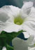 Las flores de Bach