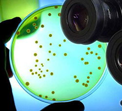 A indstria estuda os efeitos dos cosmticos na microbioma facial