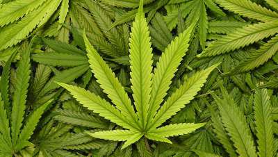 El cannabis, el gran desconocido de la cosmética