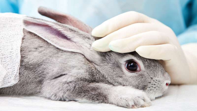 A proibio mundial da experimentao cosmtica em animais, cada vez mais prxima