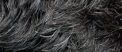 El por qu� de las canas.