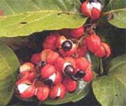 guarana