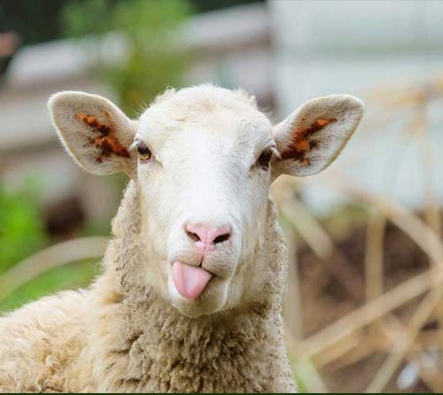 Ingredientes que nos hacen dudar de lo ‘cruelty free’