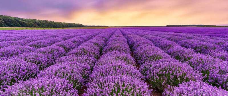 O uso milenário do óleo essencial de lavanda em medicina e aromas