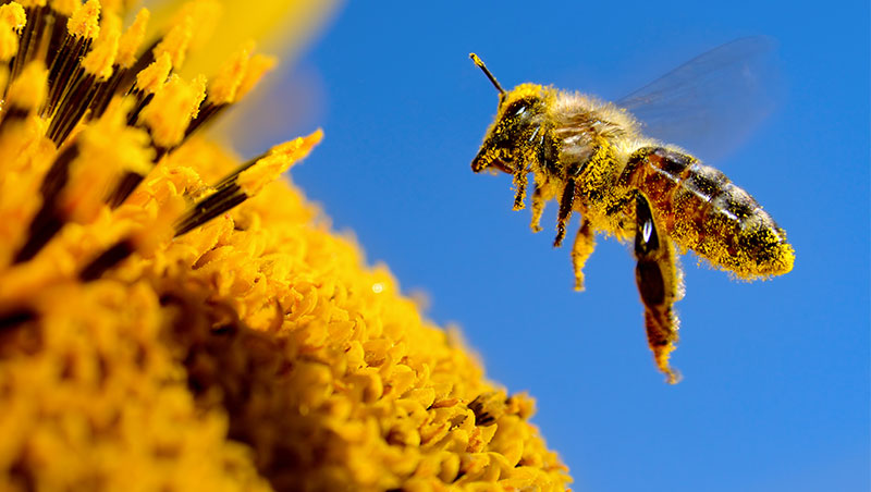 Por qué el polen de abeja se considera un superalimento? - Reina