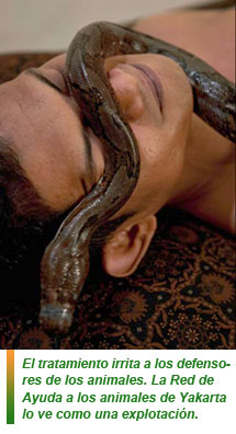 Masajes de serpientes contra el estrés