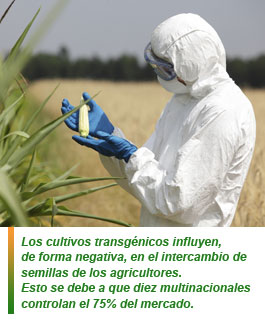 España apuesta por los cultivos transgénicos
