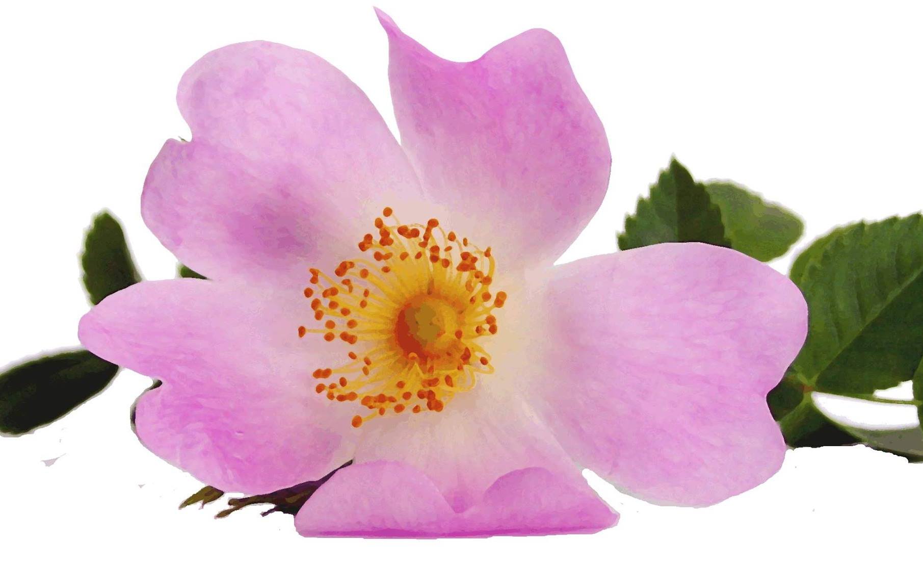 flor de rosa mosqueta