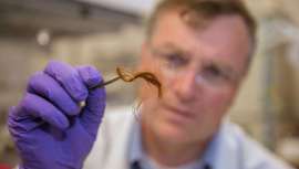 Un equipo de científicos ha descubierto cómo servirse de las proteínas del pelo y así revolucionar la metodología empleada en análisis forenses futuros