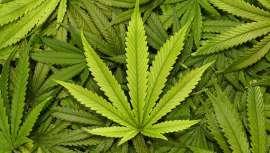 El cannabis tiene en su haber un gran número de detractores y defensores. Al margen de la polémica que suscita, su aplicación en cosmética es pura tendencia