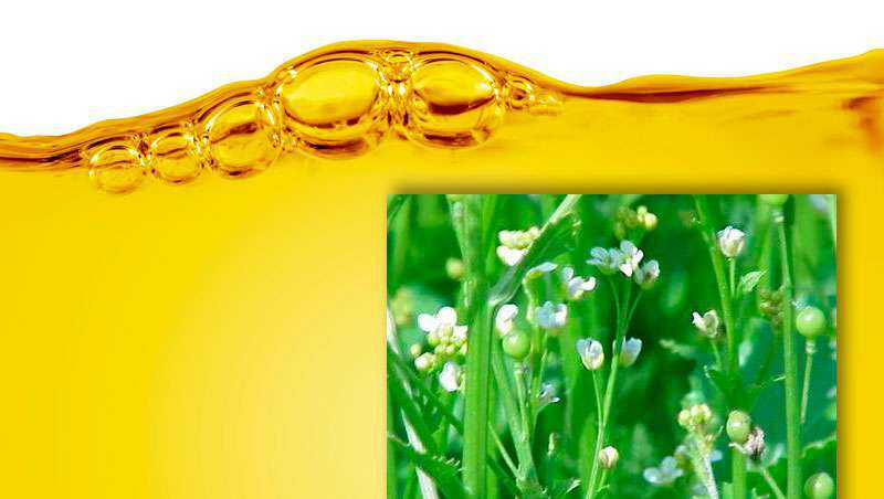 Óleo de abisinia, o grão desconhecido contra o cabelo maltratado