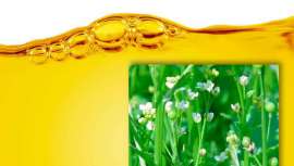 Extraído de uma planta sul-africana, este elixir é ideal para reparar, por dentro e fora, cabelos maduros e finos. É rico em ácidos gordos ómega 6 e 9 que reconstroem e nutrem até à última camada da fibra capilar