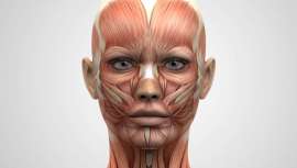 El curso Disección e Inyección tendrá lugar los próximos 27 y 28 de octubre en Amsterdam