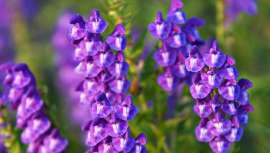 Una de sus acciones es la exfoliación. Es habitual verla en cremas que suelen exfoliar y reparar la piel 