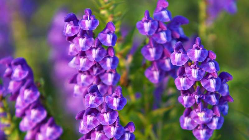 A baicalina, o segredo dos cosmticos para reparar a pele