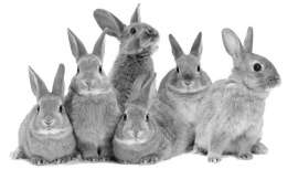 Los eurodiputados del Comité de Medio Ambiente votaron unánimemente para que el Parlamento incluya el tema en la agenda