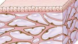 Hasta el momento se hablaba de un espacio intersticial entre las células, pero no de un órgano. Ha pasado desapercibido porque no se ve desde un microscopio
