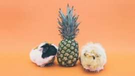 A pesar de las opciones libres de experimentación con animales, aún muchos países los utilizan para realizar pruebas de sus productos cosméticos 