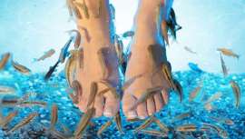 Las autoridades sanitarias advierten de los riesgos de someterse a este tratamiento de medicina estética realizado con peces “garra rufa”