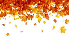 Estudios científicos rigurosos han respaldado los beneficios para la salud de productos derivados del arce