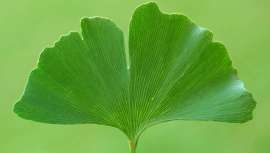 La Sociedad Española de Fitoterapia (SEFIT) organiza una intensa jornada para debatir acerca de Fitoterapia, su uso, extensión y seguridad, con la asistencia de más de 100 profesionales de diferentes áreas de la salud