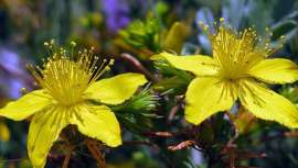 El ser humano lleva miles de años sirviéndose de plantas medicinales para usos terapéuticos. Este mes queremos hablarte del Hipérico, el remedio natural más eficaz para la ansiedad y la depresión.