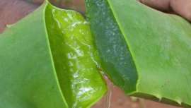 Siempre se consideró el Aloe como fuente de juventud y belleza, descubre todas las virtudes de esta planta para mostrar al otoño tu mejor cara.