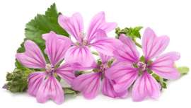 Más allá de crecer salvaje en paisajes de todo tipo y descampados, la malva silvestre no es como pueda parecer una hierba sin importancia. Utilizada por griegos y aztecas, medicina tradicional y cosmética la integran en sus formulaciones