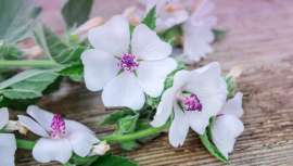 Um estudo científico recente mostra as propriedades medicinais da planta malvavisco em fitoterapia relativas à proteção das membranas mucosas do trato digestivo. Esta é apenas uma das suas muitas propriedades