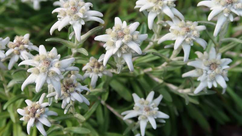 Edelweiss, la planta superviviente, ideario de belleza