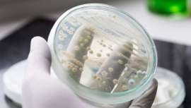 La Clínica Omega Zeta presenta sus tratamientos de micoterapia, basados en el uso de las setas, que previenen y tratan enfermedades, caso de procesos oncológicos con hongos o autoinmunes, entre otras, con hongos medicinales