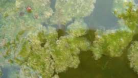 Las basuras orgánicas del contenedor marrón y las aguas residuales urbanas, la principal material del programa europeo Horizonte 2020 para la creación de cosméticos y otros, caso de nanofibras de celulosa para la construcción o biofertilizantes