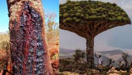 Izba Nature lo explica todo acerca de esta resina rojiza con propiedades antienvejecimiento provenientes del Croton Lechteri