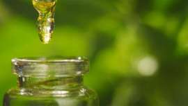 El derecho y el reglamento y legislación europea acerca del uso y fabricación del cannabis, principal enfoque de un congreso especializado en este nuevo ingrediente de la cosmética y la medicina