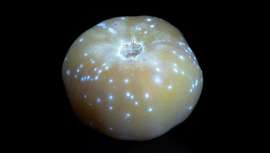 Craig Burrows, fotógrafo de Nacional Geographic, nos descubre el brillo oculto de los tomates dorados, que potencian el nuevo extracto antiaging de Lycored, belleza de dentro hacia afuera, a través de la captura de una serie de increíbles imágenes