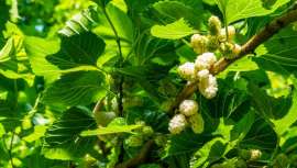 Posee tras de sí miles de años de historia. Originario de China, el árbol de la morera blanca tiene en el extracto de sus robustas raíces un aliado contra el envejecimiento hacia el cual la ciencia y los laboratorios han vuelto la mirada