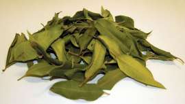 Australia es uno de los mayores productores de este árbol y de limón myrtle (limón de mirto) que destaca por sus propiedades antibacterianas, utilizado también como aroma e ingrediente, por ejemplo, en la cocina