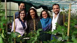 Se trata de un híbrido de Rosa centifolia y Rosa gallica que podría contribuir a incrementar el número de variedades de rosa con las que producir aceites esenciales en perfumería