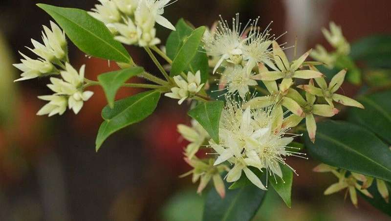 Lemon Myrtle (Mirto Limn), el ingrediente de moda