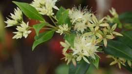 Lemon Myrtle (Mirto Limón), el ingrediente de moda