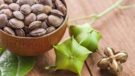 Cada vez más protagonista, el aceite de Sacha Inchi, planta amazónica milenaria, posee múltiples y destacadas propiedades que en cuestión de belleza y salud apuntan directamente al freno del paso del tiempo y el envejecimiento 