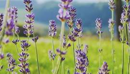 Próximo Beauty Retail Talk de Beauty Cluster Barcelona dentro de la semana del BOW, Barcelona Olfaction Week